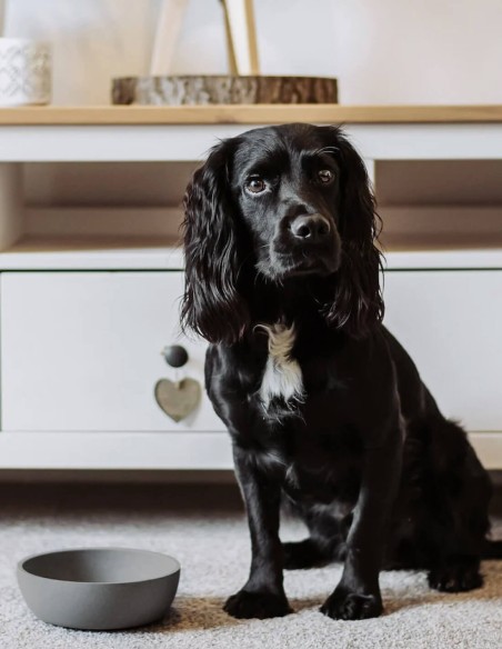 District 70 Comedero de Bambú Natural Gris M - Para Perros