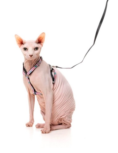 FUZZYARD Walking Set Meowcarons - Para Gatos