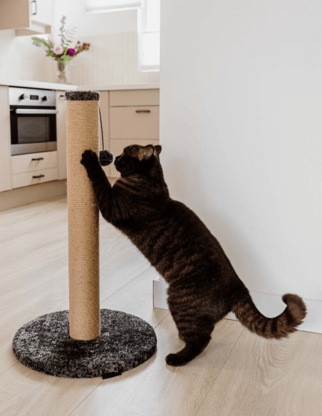 District 70 Poste Rascador DONNA Gris 50cm - Para Gatos