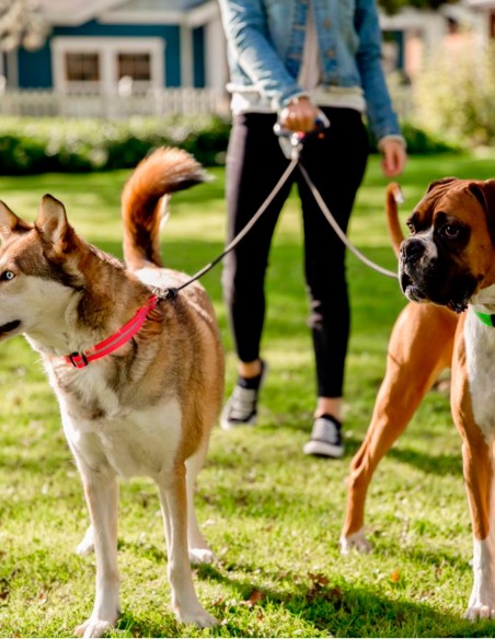 Correa para perros doble con Asa cómoda de Gel S (-27kg)