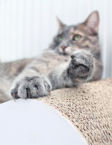 District 70 Rascador Double Wave de Cartón...