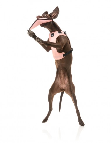 FUZZYARD Active Flyer Rosa - Juguete para Perros