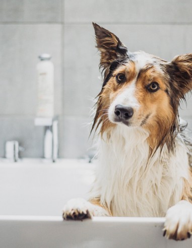 Greenfields 270 ml - Champú y Acondicionador...